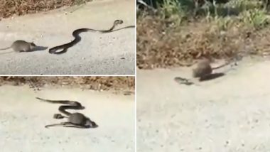 Viral Video: बच्चे की जान बचाने के लिए जान पर खेलकर किंग कोबरा से भिड़ गई मां चुहिया, देखें कैसे बचाई नन्हे चूहे की जान