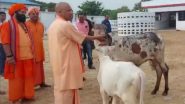 UP: CM योगी ने गोरखपुर के गोरखनाथ मंदिर में गायों और बछड़ों को खिलाया खाना (Watch Video)