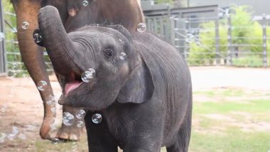 Viral Video: बबल्स के साथ खेलते नन्हे हाथी का वीडियो वायरल, क्यूटनेस देख हार जाएंगे अपना दिल
