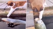 Viral Video: मछलियों के साथ खेलती और प्यार जताती बिल्ली का वीडियो हुआ वायरल, उसकी क्यूटनेस पर फिदा हुए लोग