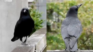 Crow Walk Viral Video: मॉडल की तरह कौए ने किया ‘क्रो वॉक’, पक्षी की मतवाली चाल पर आप भी हार जाएंगे अपना दिल