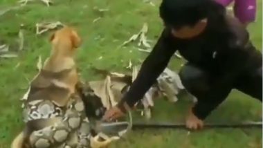 Viral Video: कुत्ते को जकड़कर निकलने की कोशिश कर रहा था अजगर, बच्चों ने इस तरह से बचाई जान