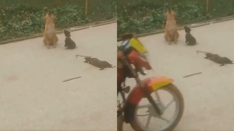 सड़क हादसे में नन्हे डॉग की दर्दनाक मौत होने पर रोती-बिलखती दिखी उसकी मां, Viral Video देख आप भी हो जाएंगे भावुक