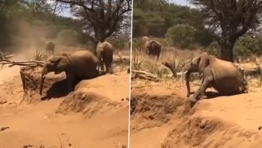 Funny Viral Video: मां हथिनी को देखकर टीले से उतरने की कोशिश कर रहा था  नन्हा हाथी, लेकिन उसके साथ हो गया कुछ ऐसा… | 👍 LatestLY हिन्दी