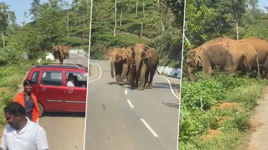 सेल्फी लेने के लिए हाथियों के झुंड के करीब जा पहुंचा लड़कों का ग्रुप, फिर जो हुआ... Viral Video देख आप हो जाएंगे हैरान