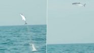 गजब! संमदर से मछली से लगाई हवा में ऊंची छलांग, आसमान में पक्षी तरह उड़ती आई नजर (Watch Viral Video)