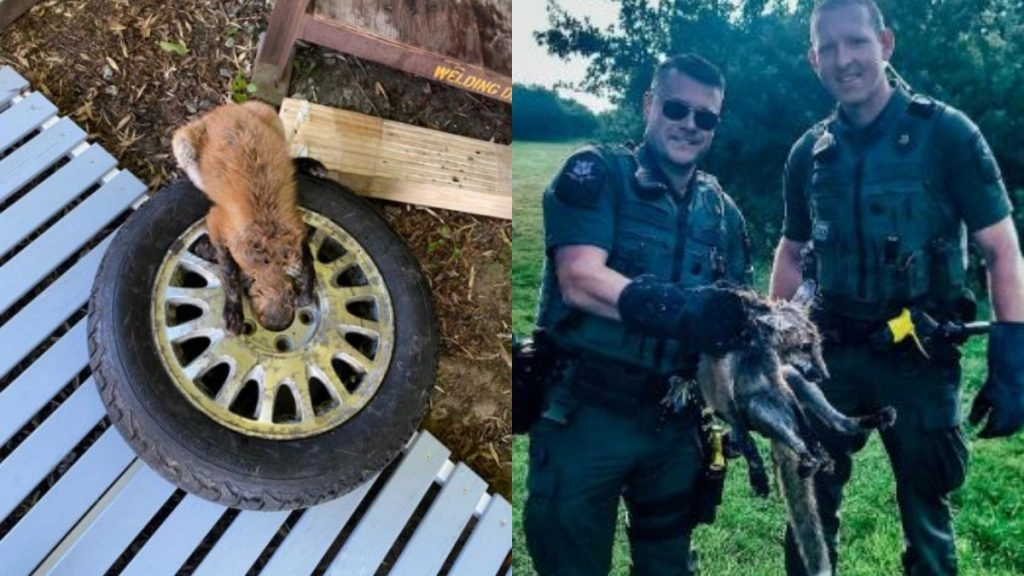 टायर में फंसा सिर तो बुरी तरह से छटपटाने लगी लोमड़ी, देखें कैसे अधिकारियों ने बचाई उसकी जान (See Viral Pics)