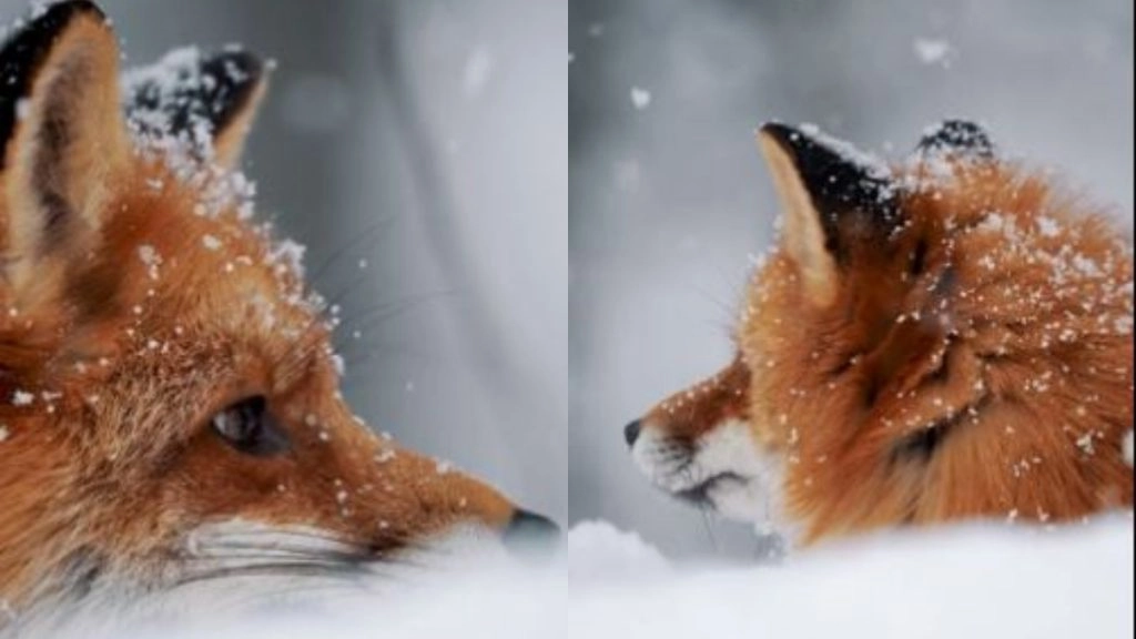 Viral Video: बर्फबारी का लुत्फ उठाती दिखी लोमड़ी, मनमोहक वीडियो हुआ वायरल