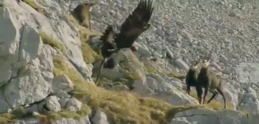 Viral Video: पहाड़ी पर बकरी को देखकर चील ने किया अटैक, जान बचाने के लिए जानवर ने किया कुछ ऐसा...