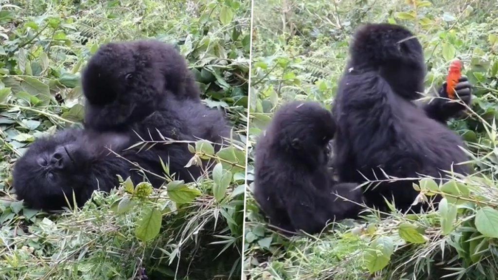 भाई से खाना छीनने के लिए मशक्कत करता दिखा नन्हा गोरिल्ला, क्यूटनेस देख आपके चेहरे पर आ जाएगी मुस्कान 