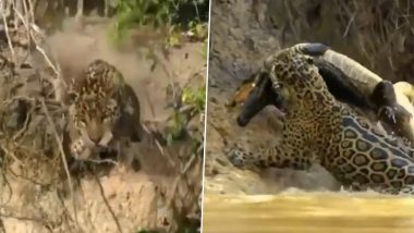 पानी के खूंखार शिकारी के घर में घुसकर तेंदुए ने किया मगरमच्छ का शिकार, हैरान करने वाला वीडियो हुआ वायरल (Watch Viral Video)