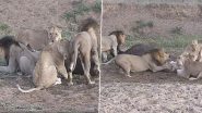 Viral Video: भैंस के चक्कर में आपस में ही लड़ पड़ा शेर-शेरनियों का झुंड,  वायरल वीडियो देख हो जाएंगे हैरान