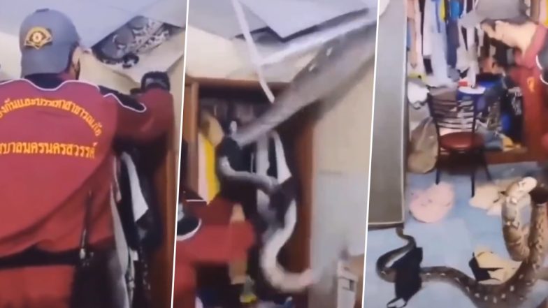 Viral Video: सीलिंग में छुपकर बैठा था विशालकाय अजगर, मौके पर पहुंची रेस्क्यू टीम को जमकर किया परेशान