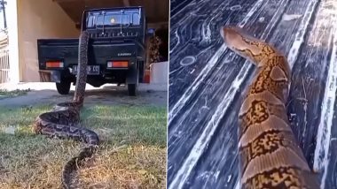 Giant Python Viral Video: धीरे-धीरे रेंगते हुए गाड़ी पर चढ़ने की कोशिश करता दिखा विशालकाय अजगर, हैरान करने वाला वीडियो वायरल