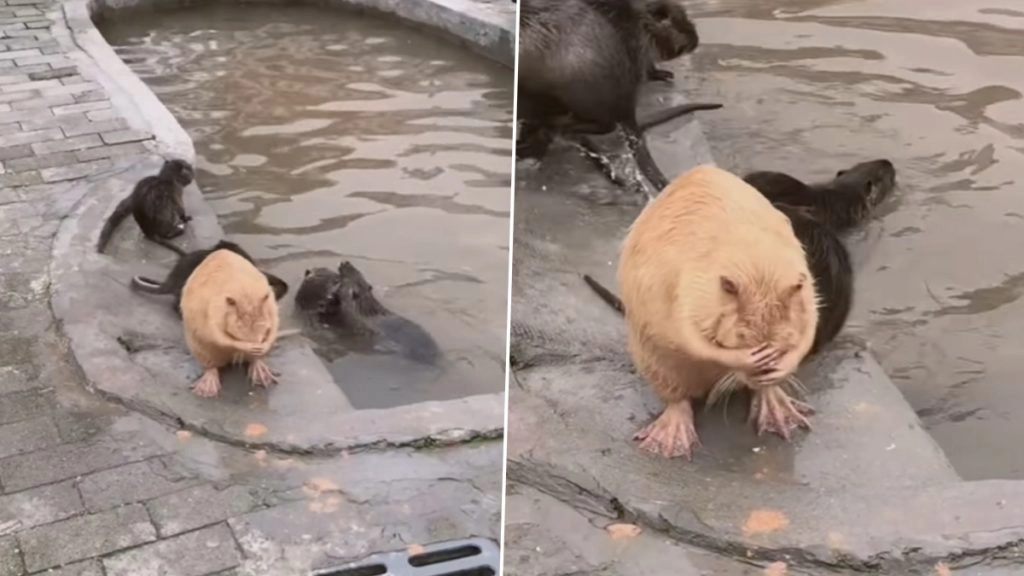 इंसानों की तरह नहाने वाले इस चूहे ने खींचा सबका ध्यान, रगड़-रगड़ कर करता दिखा पूरे शरीर की सफाई 