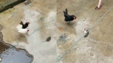 Viral Video: अकेले चूहे को घेर कर दो मुर्गों ने किया हमला, आखिरी सांस तक उसने डटकर किया मुकाबला