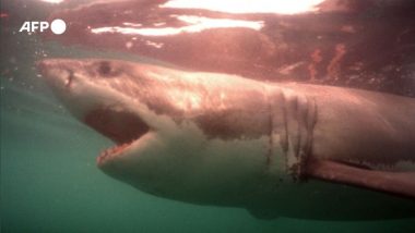 सफेद Shark को भूनने और खाने के मामले में बढ़ी चाइनीज इन्फ्लुएंसर की मुश्किलें, Video वायरल होने के बाद जांच के घेरे में