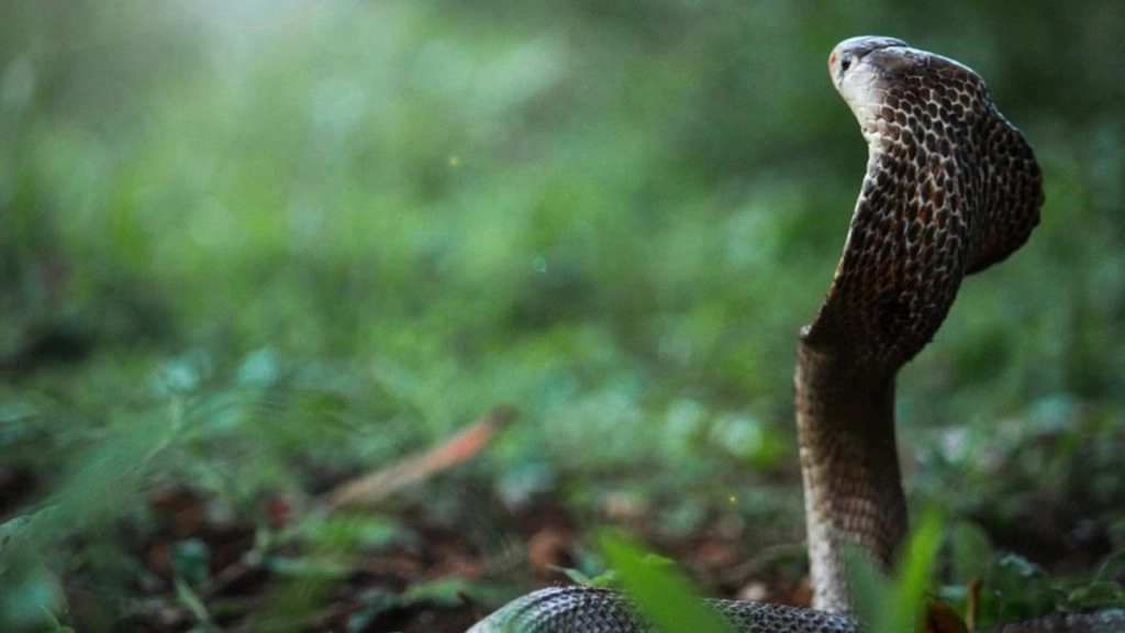 टॉयलेट के भीतर छिपकर बैठे सांप द्वारा काटे जाने से शख्स के प्राइवेट पार्ट में हुई सड़न, उठाना पड़ा यह कदम