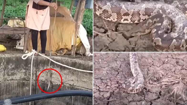 कुएं में कई दिनों से पड़े सांप को देख उड़े लोगों के होश, Viral Video में देखें कैसे बचाई गई नागराज की जान