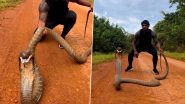 King Cobra Viral Video: पकड़ने की कोशिश करने पर आया किंग कोबरा को गुस्सा, हवा में उछलकर नागराज ने किया शख्स पर अटैक