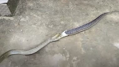 जिंदा सांप को निगलने के बाद उसे बाहर उगलने लगा किंग कोबरा, फिर जो हुआ... देखें हैरान करने वाला Viral Video