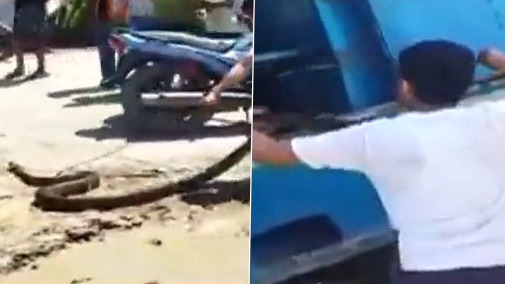 ट्रक की कैबिन में सवार होकर मध्य प्रदेश से UP पहुंचा 15 फ़ीट लंबा अजगर, देखें कैसे किया गया रेस्क्यू- Video