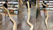 Snake Video: विशाल सांप लिए महिला का क्लिप वायरल, वीडियो देख रह जाएंगे दंग