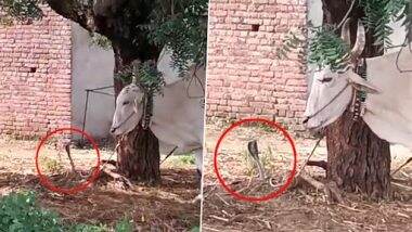 Snake Video: खूंटी से बंधे बैल को फन फैलाकर 20 मिनट तक डराता रहा किंग कोबरा, उसके बाद जो हुआ...देखें वीडियो