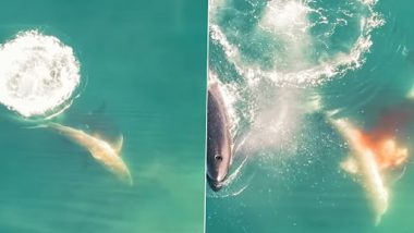 Killer Whales Hunting a White Shark: किलर व्हेल्स ने मिलकर एक सफेद शार्क का किया शिकार, भयानक वीडियो वायरल