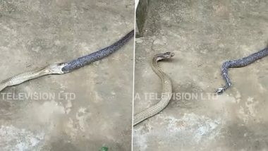 King Cobra Swallowed Viper Snake: किंग कोबरा ने निगले हुए वाईपर सांप को वापस उगला, देखें वीडियो