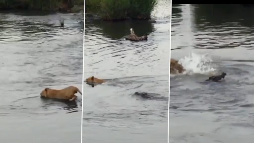 Viral Video: पानी पीने के लिए नदी में उतरी शेरनी, मगरमच्छ ने बेरहमी से किया हमला, देखें वीडियो