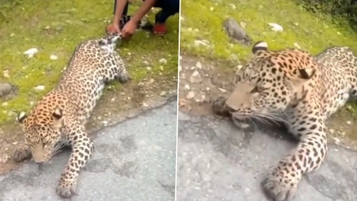 कुछ लोगों द्वारा तेंदुए का पूंछ और टांग खिंचते हुए क्लिप वायरल, वीडियो देख भड़के लोग