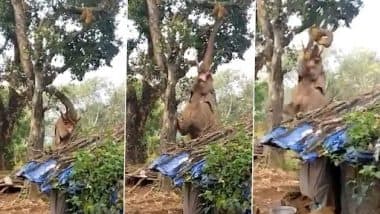 Viral Video: पेड़ से कटहल तोड़ने के लिए हाथी ने किया कुछ ऐसा...इंटरनेट पर लोग हुए इम्प्रेस, देखें वायरल वीडियो