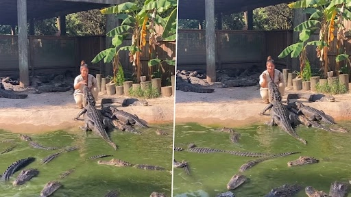 निर्भय महिला ने दर्जनों घड़ियाल को नंगे हाथों से खिलाया खाना, नेटिज़न्स हैरान