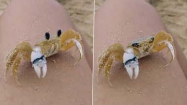 Crab Wiping Sand off its Eyes: अपनी आंखों से रेत पोंछते हुए केकड़े का क्लिप वायरल, वीडियो देख मंत्रमुग्ध हुए लोग