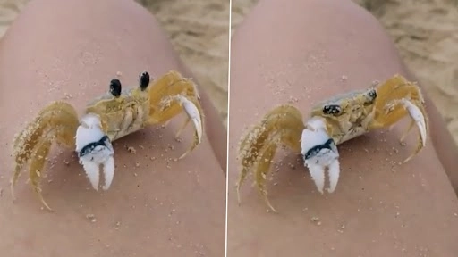 अपनी आंखों से रेत पोंछते हुए केकड़े का क्लिप वायरल, वीडियो देख मंत्रमुग्ध हुए लोग