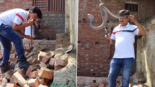Snake Video: खंडहर से निकाला गया खतरनाक तक्षक नाग, देखें रोंगटे खड़े कर देने वाला वीडियो