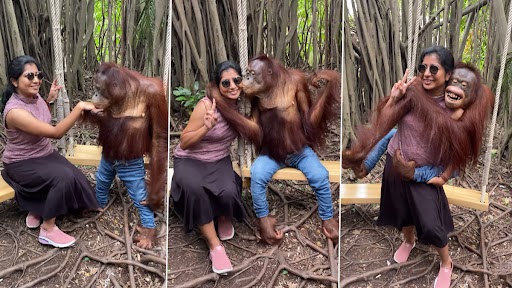 Chimpanzee Video: जींस पहने चिंपैंजी ने फोटो खिंचवाने के दौरान महिला को किया Kiss, क्यूट वीडियो वायरल