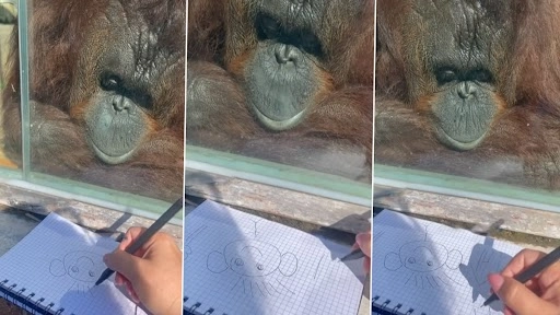 प्यार से बैठकर लड़की से अपनी ड्राइंग बनवाते गोरिल्ला का क्लिप वायरल, वीडियो देख बन जाएगा दिन