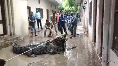 Crocodile Video: प्रयागराज की सड़कों पर घूमता हुआ पाया गया मगरमच्छ, पकड़ने के लिए करनी पड़ी जद्दोजहद