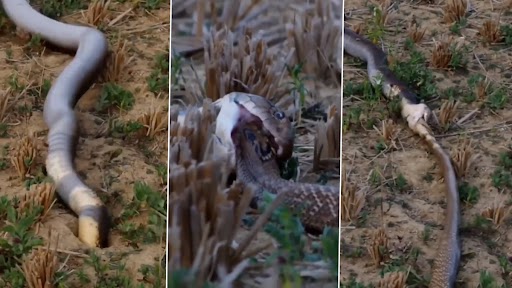 Snake Video: किंग स्नेक ने मुंह बिल में डालकर बाहर निकाला कोबरा, देखें दिल दहला देने वाला वीडियो