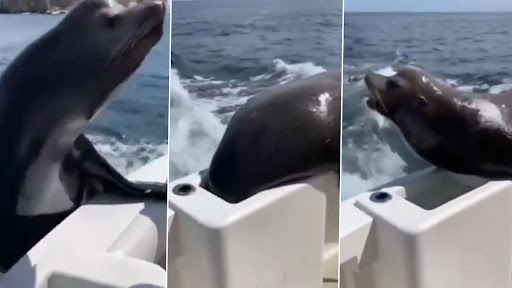 Viral Video: तेज रफ़्तार नाव में घुसकर Seal ने किया कुछ ऐसा, वीडियो देख रह जाएंगे दंग