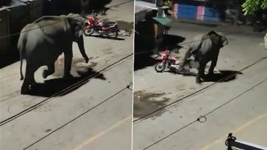 Viral Video: असम के तेजपुर में जंगली हाथी के घूमने के बाद दहशत, वाहनों को पहुंचाया नुकसान, देखें वीडियो