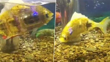 Robot Fish: इस रोबोट फिश को देखकर असली और नकली में नहीं कर पाएंगे फर्क, वीडियो देख रह जाएंगे दंग