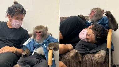 Viral Video: दुखी शख्स को दिलासा देते हुए बंदर का क्लिप वायरल, देखें दिल को छू लेने वाला वीडियो