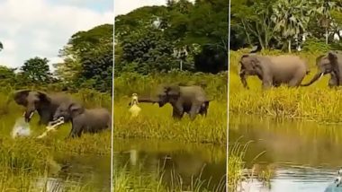 Baby Elephant Attacked by Crocodile: हाथी के बच्चे पर मगरमच्छ ने किया हमला, उसके बाद जो हुआ...देखें वीडियो