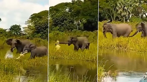 Baby Elephant Attacked by Crocodile: हाथी के बच्चे पर मगरमच्छ ने किया हमला, उसके बाद जो हुआ...देखें वीडियो