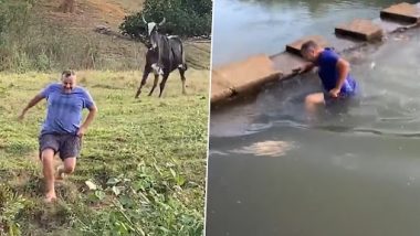 Viral Video: मवेशियों ने शख्स का किया पीछा, जानवरों से छूटी जान तो जा गिरा तालाब में, देखें फनी वीडियो