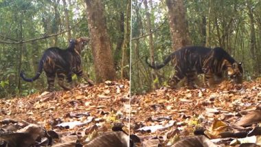 Rare Black Tiger: ओडिशा के सिमलीपाल नेशनल पार्क में देखा गया ब्लैक टाइगर, कैमरे में कैद हुई शेर की हरकतें