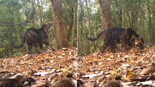ओडिशा के सिमलीपाल नेशनल पार्क में देखा गया ब्लैक टाइगर, कैमरे में कैद हुई शेर की हरकतें